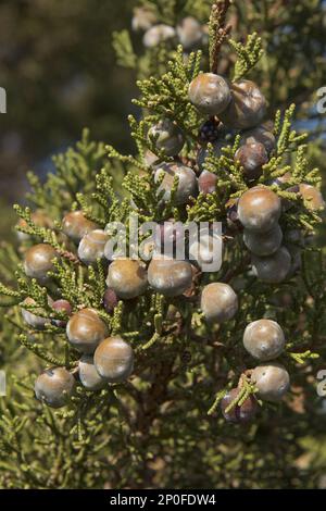 Ginepro fenicio (Juniperus), ginepro rosso-fruttato, famiglia di cipressi, ginepro fenicio o arar phoenicia, con bacche sulla costa di granito rosso di Foto Stock