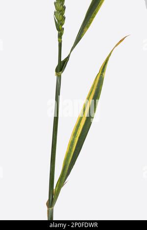 Striscia di foglie gialle o striscia di Cefalosporium, Cephalosporium gramineum, sulla foglia di grano invernale Foto Stock