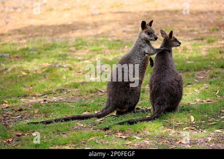 Palude wallaby (Wallabia bicolore), coppia per adulti in mostra cortigiana, Mount Lofty, Australia Meridionale, Australia Foto Stock