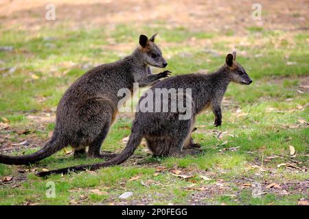 Palude wallaby (Wallabia bicolore), coppia per adulti in mostra cortigiana, Mount Lofty, Australia Meridionale, Australia Foto Stock