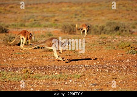 Canguro rosso (Macropus rufus), gruppo di adulti che saltano, Sturt Nationalpark, nuovo Galles del Sud, Australia Foto Stock