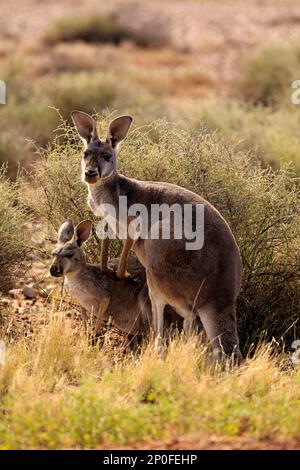 Canguro rosso (Macropus rufus), femmina con adulto secondario, Sturt Nationalpark, New South Wales, Australia Foto Stock