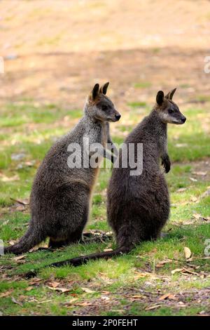 Palude wallaby (Wallabia bicolore), coppia adulta, Monte Lofty, palude wallaby, Australia Foto Stock