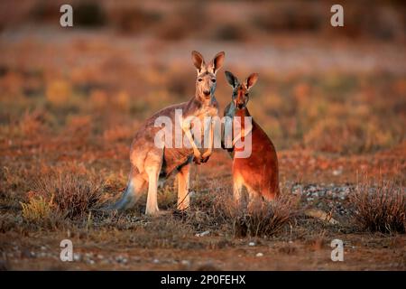 Canguro rosso (Macropus rufus), femmina con adulto secondario, Sturt Nationalpark, New South Wales, Australia Foto Stock