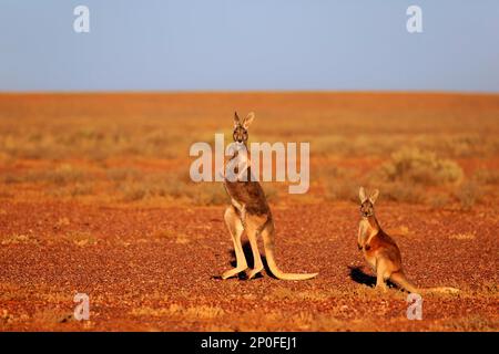 Canguro rosso (Macropus rufus), femmina con adulto secondario, Sturt Nationalpark, New South Wales, Australia Foto Stock