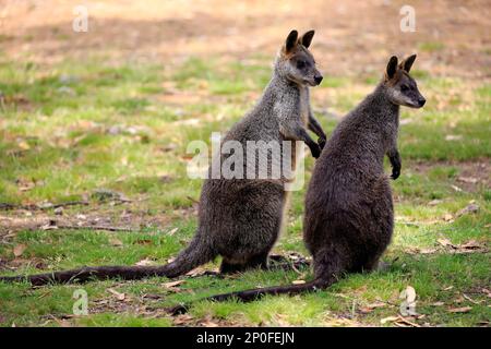 Palude Wallaby (Wallabia bicolore), allerta coppia adulta, Monte Lofty, Australia Meridionale, Australia Foto Stock