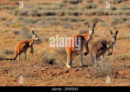 Canguro rosso (Macropus rufus), allarme di gruppo, Sturt National Park, New South Wales, Australia Foto Stock