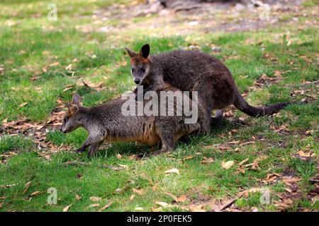 Palude wallaby (Wallabia bicolore), coppia per adulti in mostra cortigiana, Mount Lofty, Australia Meridionale, Australia Foto Stock