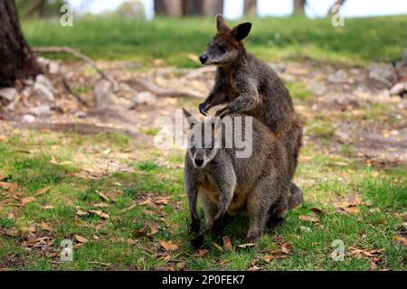 Palude Wallaby (Wallabia bicolore), comportamento sociale di coppia dell'adulto, Monte Lofty, Australia del sud, Australia Foto Stock