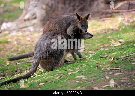 Palude wallaby (Wallabia bicolore), coppia per adulti in mostra cortigiana, Mount Lofty, Australia Meridionale, Australia Foto Stock