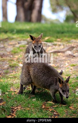 Palude Wallaby (Wallabia bicolore), comportamento sociale di coppia dell'adulto, Monte Lofty, Australia del sud, Australia Foto Stock