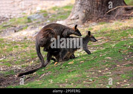 Palude wallaby (Wallabia bicolore), coppia per adulti in mostra cortigiana, Mount Lofty, Australia Meridionale, Australia Foto Stock