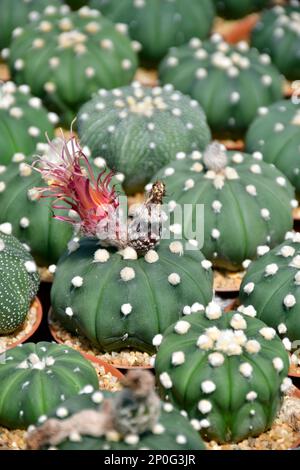 Astrophytum asterias con fiore in stile shinshava rosa e un baccello fertilizzato in fattoria aperta di cactus. Foto Stock