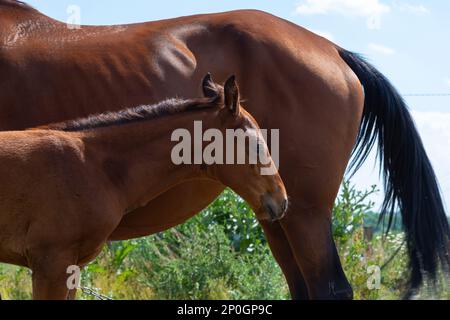 stallone con un mare che pascola in un prato. campagna. estate. Foto Stock