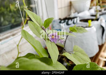 Melanzana cresce in una serra. Melanzana biologica fresca. Vegetali freschi crescenti in una serra Foto Stock