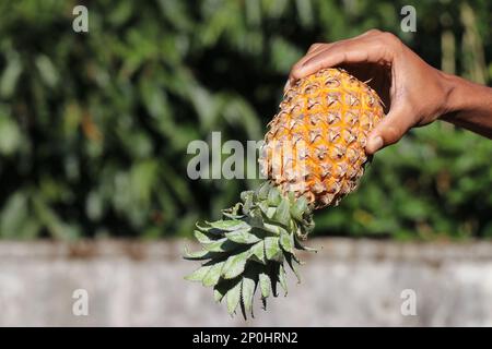 Frutta di ananas tenuta in mano capovolta su un fondo naturale. L'ananas è un frutto dal sapore dolce Foto Stock