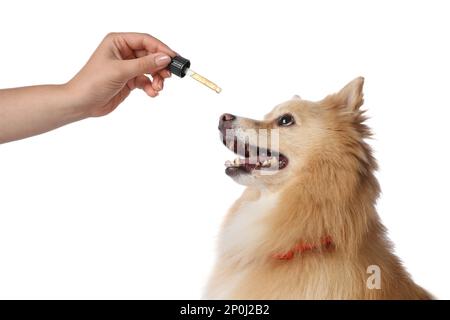 Donna che dà tintura a cane carino su sfondo bianco, primo piano Foto Stock