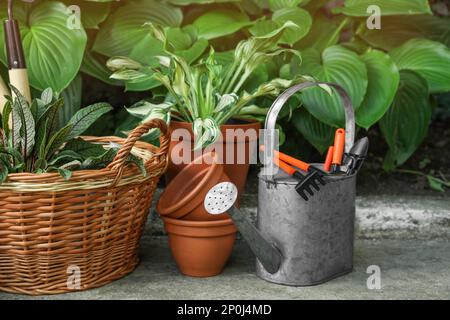 Belle piante e diversi strumenti di giardinaggio all'aperto Foto Stock