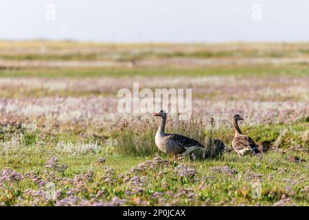 Graylag oche (Anser anser) sulle barene a Juist, Est Isole Frisone, Germania. Foto Stock