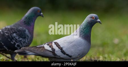 I due piccioni appollaiati in cima all'erba verde del parco Foto Stock