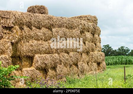 Balle di fieno impilare o mucchio su un primo piano di fattoria in Sud Africa concetto di agricoltura Foto Stock
