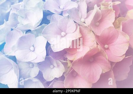 Pianta di Hortensia con i fiori bei, primo piano. Tonalita' in colori pastello Foto Stock