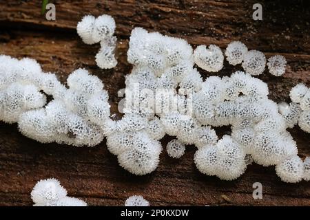 I porioides di Ceratiomyxa, chiamati anche porioides di Ceratiomyxa frutticulosa, comunemente noti come muffa di lime di Corallo Foto Stock