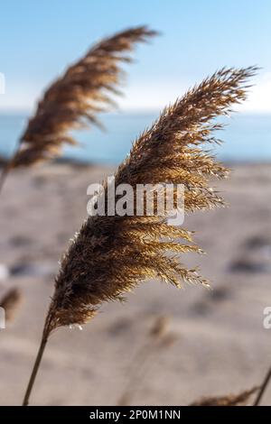 Canne contro il cielo blu Foto Stock
