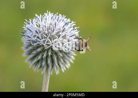 un'ape bumble siede su un fiore viola del cardo e nibbles sul nettare Foto Stock