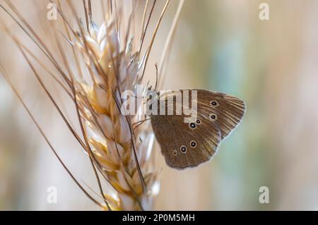 una farfalla si siede su un orecchio di grano Foto Stock