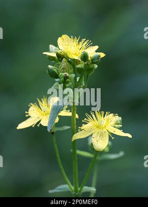 Hypericum maculatum, comunemente noto come imperforate St John's-wort o spotted St Johnswort, una pianta medicinale tradizionale della Finlandia Foto Stock