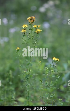 Hypericum maculatum, comunemente noto come imperforate St John's-wort o spotted St Johnswort, una pianta medicinale tradizionale della Finlandia Foto Stock