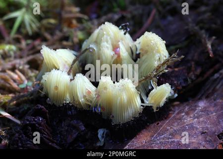 Stemonitis assifera, conosciuta come il tubo di cioccolato muffa di calce, myxomycete dalla Finlandia Foto Stock