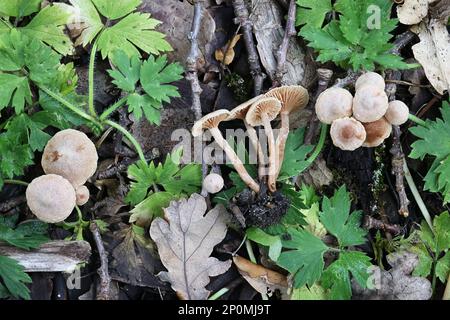 Tubaria conspersa, comunemente noto come il twiglet feltrato, fungo selvatico dalla Finlandia Foto Stock