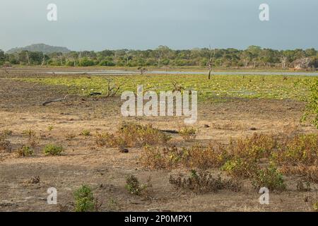 Paesaggio nel Parco Nazionale di Yala con pavone e uccelli, Parco di Yala, Sri Lanka Foto Stock