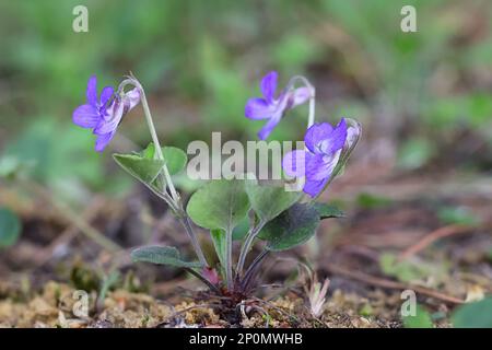 Teesdale violetto, Viola rupestris, fiore di primavera selvatico dalla Finlandia Foto Stock