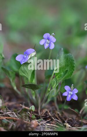 Teesdale violetto, Viola rupestris, fiore di primavera selvatico dalla Finlandia Foto Stock