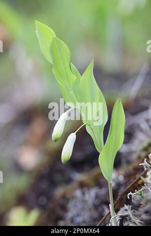 Polygonatum odoratum, comunemente noto come Angular Solomon's Seal o profumato Solomon's Seal, pianta velenosa selvatica dalla Finlandia Foto Stock