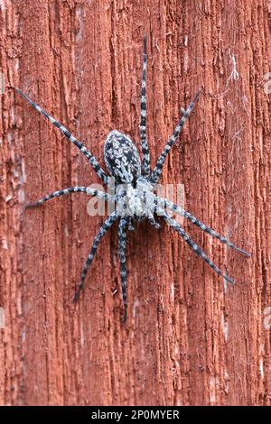 Acantholycosa lignaria, un ragno di lupo finlandese, nessun nome inglese comune Foto Stock