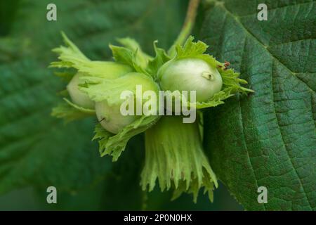 Nocciole giovani che crescono sul ramo. Nascita di popolare kernel snack Foto Stock