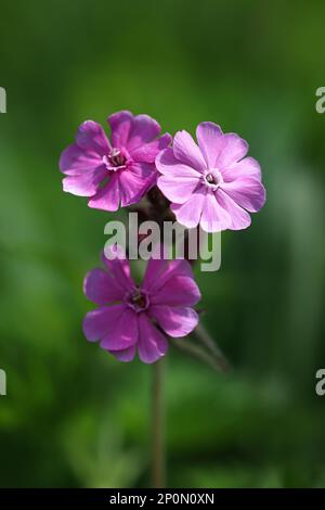 Silene dioica, comunemente nota come campion rosso o mosca di gatto rossa, pianta selvatica dalla Finlandia Foto Stock