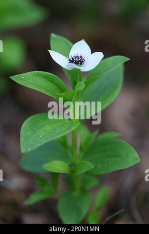 Cornus suecica, comunemente noto come corno nana o bunchberry, fiore selvatico di mare dalla Finlandia Foto Stock