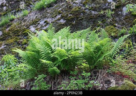 Dryopteris filix-mas, comunemente noto come felce maschio o felce di verme, pianta selvatica dalla Finlandia Foto Stock