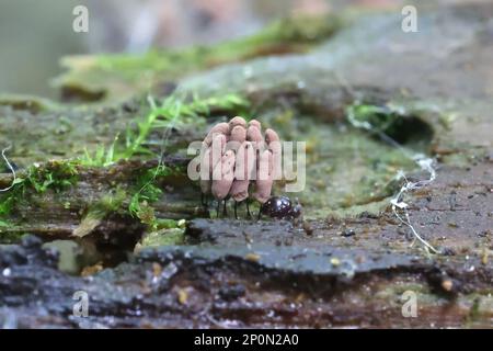 Stemonitopsis hyperopta, muffa di calce dalla Finlandia, nessun nome inglese comune Foto Stock