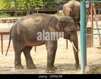 Bellissimo elefante nel recinto dello zoo. Animale esotico Foto Stock