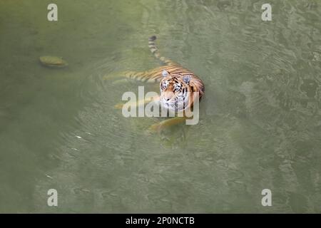 Bella tigre bengala in stagno allo zoo. Animale selvatico Foto Stock