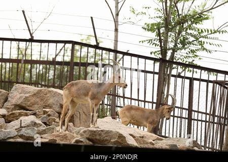 Splendidi stambecchi nel recinto dello zoo. Animali selvatici Foto Stock