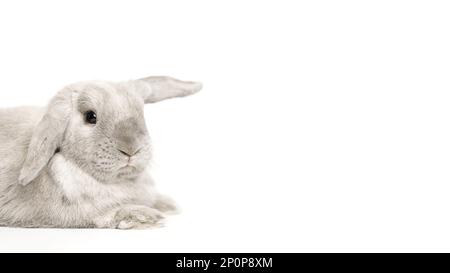 Bellissimo coniglio lop-eared si trova su uno sfondo bianco. La foto è ottima per un banner, copyspace. Foto Stock