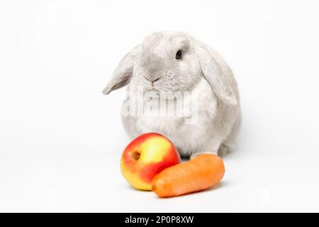 Coniglio nano grigio su fondo bianco con una mela e una carota nella cornice. Coniglio bella lop-eared seduta con orecchio rialzato, fuoco sul coniglio Foto Stock