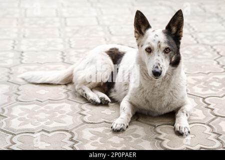 Ritratto di un piccolo cane carino bianco e nero sdraiato sul marciapiede. Foto Stock